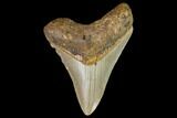 Fossil Megalodon Tooth - North Carolina #109887-1